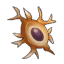 Neurone de dragodinde