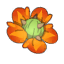 Fleur de Cactiflore