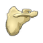 Omoplate de Blérom