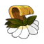 Écorce de Chiendent